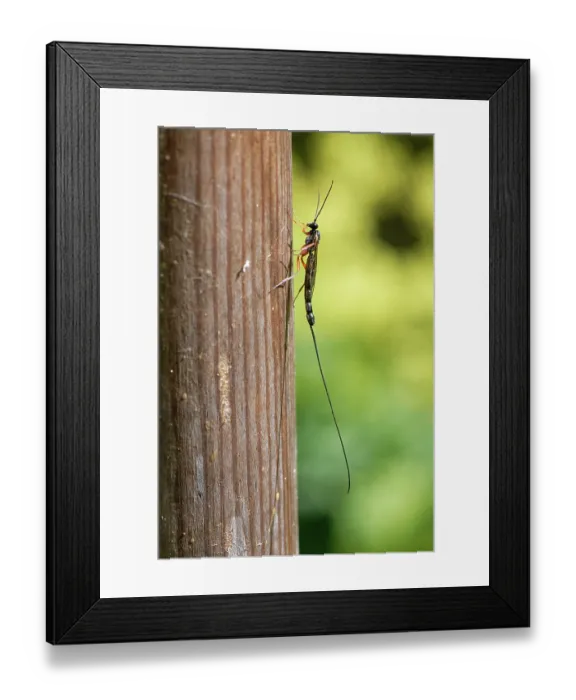 Framed Print : Ichneumon wasp (Ephialtes manifestator) female, resting on an insect hotel, Wiltshire, England, UK. August Framed Print : Ichneumon wasp (Ephialtes manifestator) female, resting on an insect hotel, Wiltshire, England, UK. August