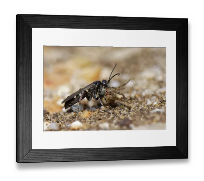 Framed Print : Red-legged spider wasp (Episyron rufipes) female dragging Orb weaver spider (Araneidae) prey to its nest burrow, Dorset, England, UK. August Framed Print : Red-legged spider wasp (Episyron rufipes) female dragging Orb weaver spider (Araneidae) prey to its nest burrow, Dorset, England, UK. August