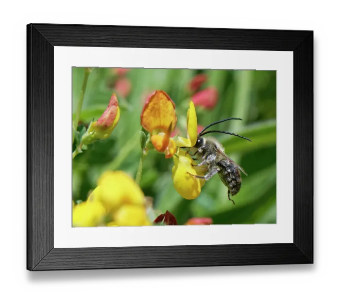 Framed Print : Long-horned bee (Eucera longicornis) male, nectaring from Marsh bird's-foot trefoil (Lotus pedunculatus) flowers on coastal grassland, The Lizard, Cornwall, England, UK. June Framed Print : Long-horned bee (Eucera longicornis) male, nectaring from Marsh bird's-foot trefoil (Lotus pedunculatus) flowers on coastal grassland, The Lizard, Cornwall, England, UK. June