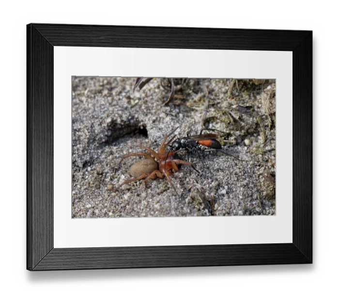 Framed Print : Ridge-saddled spider wasp (Cryptocheilus notatus) dragging Sac spider (Clubiona sp.) prey into its nest burrow in a sandy bank in heathland, Dorset, England, UK. August Framed Print : Ridge-saddled spider wasp (Cryptocheilus notatus) dragging Sac spider (Clubiona sp.) prey into its nest burrow in a sandy bank in heathland, Dorset, England, UK. August