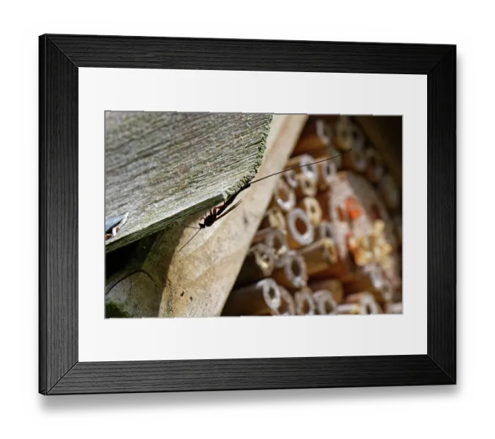 Framed Print : Ichneumon wasp (Ephialtes manifestator) female, resting on the roof of an insect hotel, Wiltshire, England, UK. August Framed Print : Ichneumon wasp (Ephialtes manifestator) female, resting on the roof of an insect hotel, Wiltshire, England, UK. August
