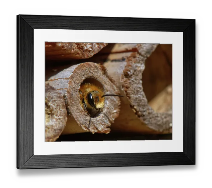 Framed Print : Orange-vented mason bee (Osmia leaiana) female, emerging from its nest in an insect hotel, Wiltshire, England, UK. June
