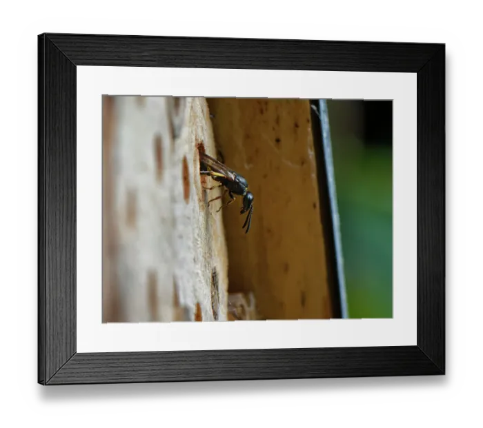 Framed Print : Mason wasp (Ancistrocerus sp.) female, emerging from its nest hole in an insect hotel, Wiltshire, England, UK. August Framed Print : Mason wasp (Ancistrocerus sp.) female, emerging from its nest hole in an insect hotel, Wiltshire, England, UK. August