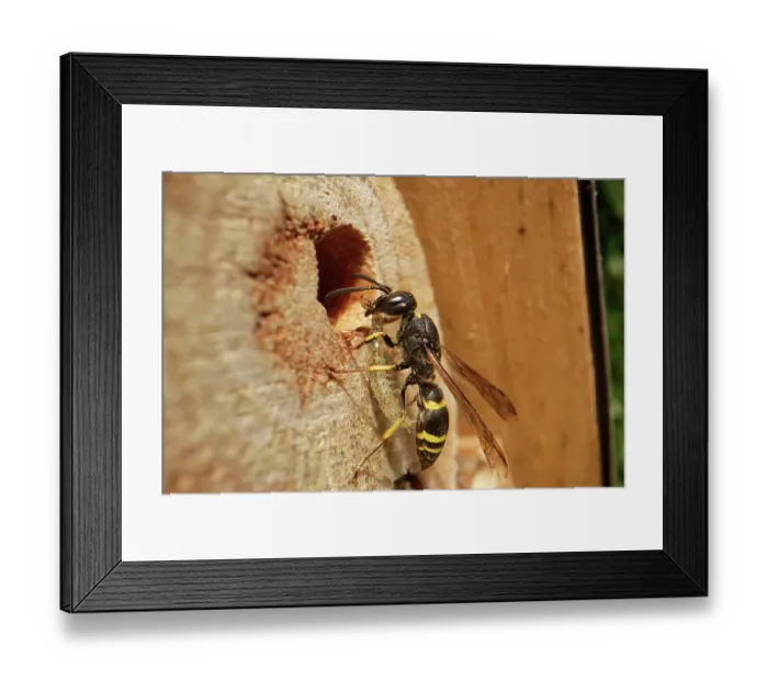 Framed Print : Mason wasp (Ancistrocerus sp.) female, entering its nest hole in an insect hotel with a caterpillar for its larvae to feed on, Wiltshire, England, UK. August Framed Print : Mason wasp (Ancistrocerus sp.) female, entering its nest hole in an insect hotel with a caterpillar for its larvae to feed on, Wiltshire, England, UK. August