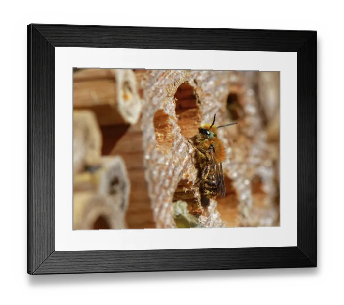 Framed Print : Orange-vented mason bee (Osmia leaiana) female, visiting an insect hotel, Wiltshire, England, UK. June Framed Print : Orange-vented mason bee (Osmia leaiana) female, visiting an insect hotel, Wiltshire, England, UK. June