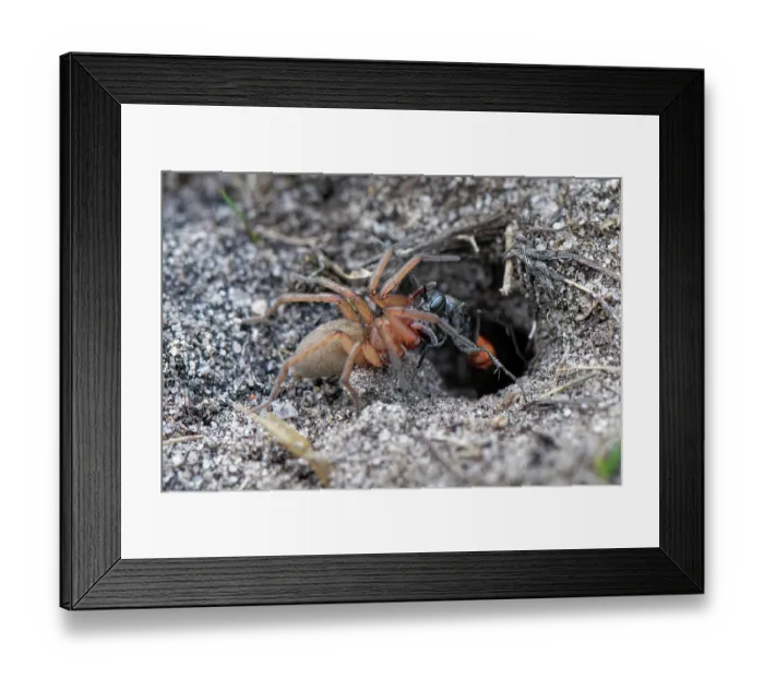 Framed Print : Ridge-saddled spider wasp (Cryptocheilus notatus) dragging Sac spider (Clubiona sp.) prey into its nest burrow in a sandy bank in heathland, Dorset, England, UK. August Framed Print : Ridge-saddled spider wasp (Cryptocheilus notatus) dragging Sac spider (Clubiona sp.) prey into its nest burrow in a sandy bank in heathland, Dorset, England, UK. August