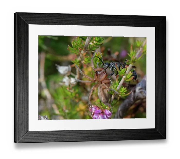 Framed Print : Ridge-saddled spider wasp (Cryptocheilus notatus) dragging a Sac spider (Clubiona sp.) through a clump of heather on the way to its nest burrow in heathland, Dorset, England, UK Framed Print : Ridge-saddled spider wasp (Cryptocheilus notatus) dragging a Sac spider (Clubiona sp.) through a clump of heather on the way to its nest burrow in heathland, Dorset, England, UK