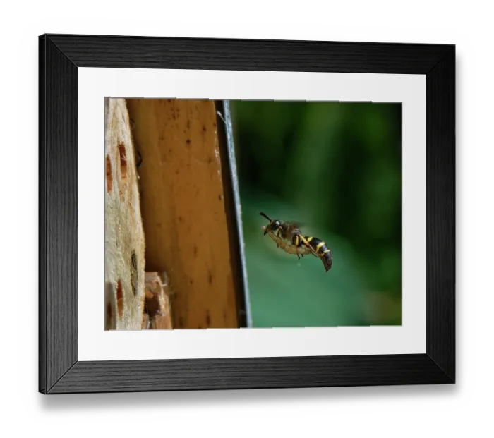 Framed Print : Mason wasp (Ancistrocerus sp.) female, flying towards its nest hole in an insect hotel with a caterpillar prey for its larvae to feed on, Wiltshire, England, UK. August