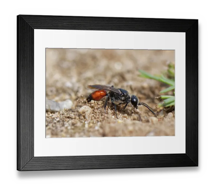 Framed Print : Shieldbug stalker wasp (Astata boops) kicking sand away from its nest burrow entrance in a sandy path through heathland, Dorset, England, UK. August Framed Print : Shieldbug stalker wasp (Astata boops) kicking sand away from its nest burrow entrance in a sandy path through heathland, Dorset, England, UK. August