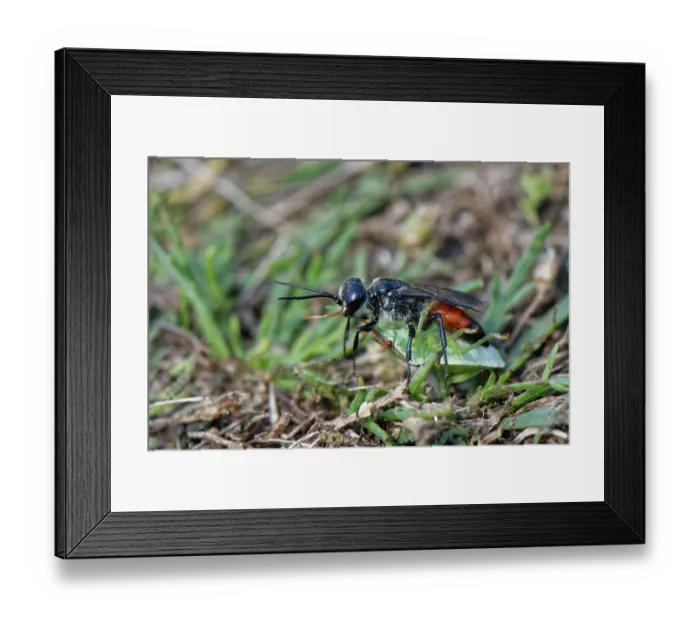 Framed Print : Shieldbug stalker wasp (Astata boops) dragging a paralysed Hawthorn shieldbug (Acanthosoma haemorrhoidale) nymph to its nest burrow as food for its larvae, Dorset, England, UK Framed Print : Shieldbug stalker wasp (Astata boops) dragging a paralysed Hawthorn shieldbug (Acanthosoma haemorrhoidale) nymph to its nest burrow as food for its larvae, Dorset, England, UK