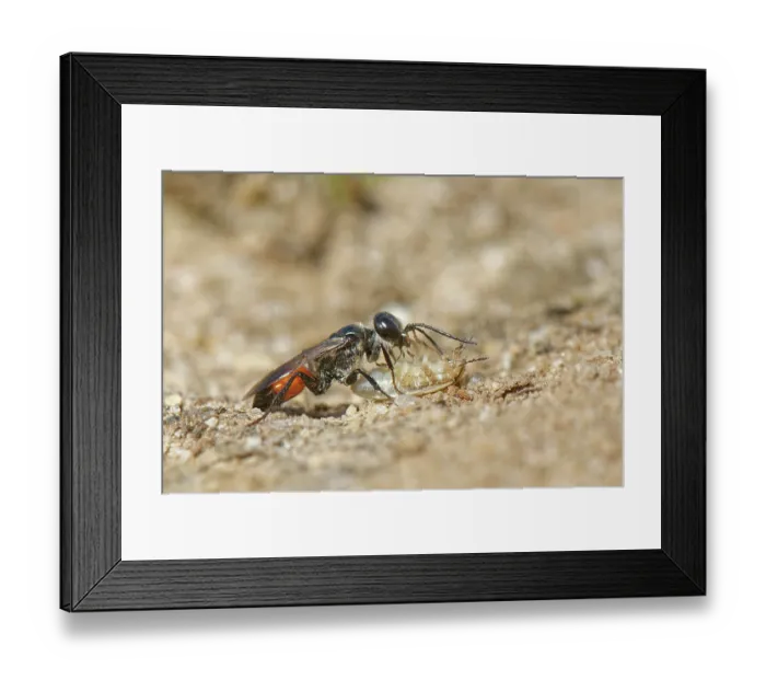 Framed Print : Shieldbug stalker wasp (Astata boops) dragging a paralysed Bishop's mitre shieldbug (Aelia acuminata) nymph to its nest burrow as food for its larvae, Dorset, England, UK. August Framed Print : Shieldbug stalker wasp (Astata boops) dragging a paralysed Bishop's mitre shieldbug (Aelia acuminata) nymph to its nest burrow as food for its larvae, Dorset, England, UK. August