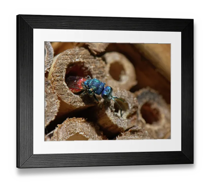Framed Print : Ruby-tailed cuckoo wasp (Pseudomalus auratus) searching for Solitary wasp nest to parasitize in an insect hotel, Wiltshire, England, UK. June Framed Print : Ruby-tailed cuckoo wasp (Pseudomalus auratus) searching for Solitary wasp nest to parasitize in an insect hotel, Wiltshire, England, UK. June