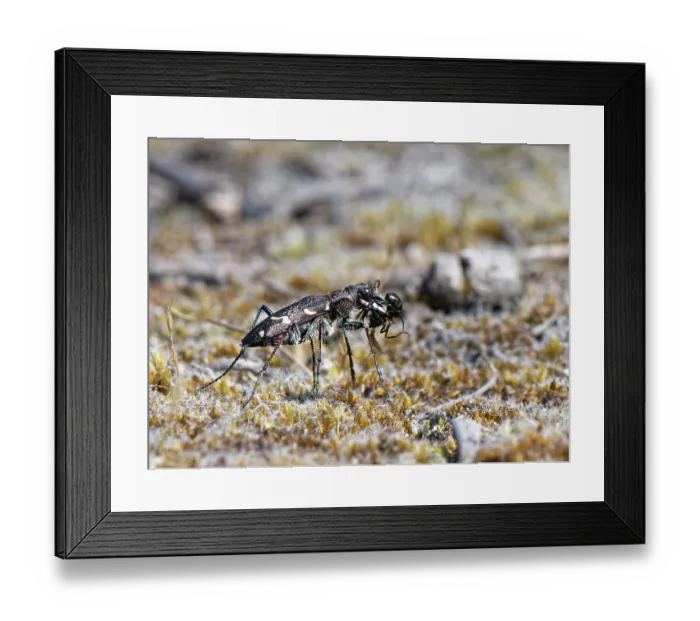 Framed Print : Wood tiger beetle (Cicindela sylvatica) with Wood ant (Formica rufa) prey, Dorset, England, UK. June Framed Print : Wood tiger beetle (Cicindela sylvatica) with Wood ant (Formica rufa) prey, Dorset, England, UK. June
