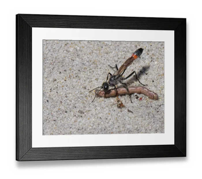 Framed Print : Heath sand wasp (Ammophila pubescens) carrying paralysed caterpillar prey to its nest, food for its larvae, Studland heath, Dorset, England, UK. June Framed Print : Heath sand wasp (Ammophila pubescens) carrying paralysed caterpillar prey to its nest, food for its larvae, Studland heath, Dorset, England, UK. June