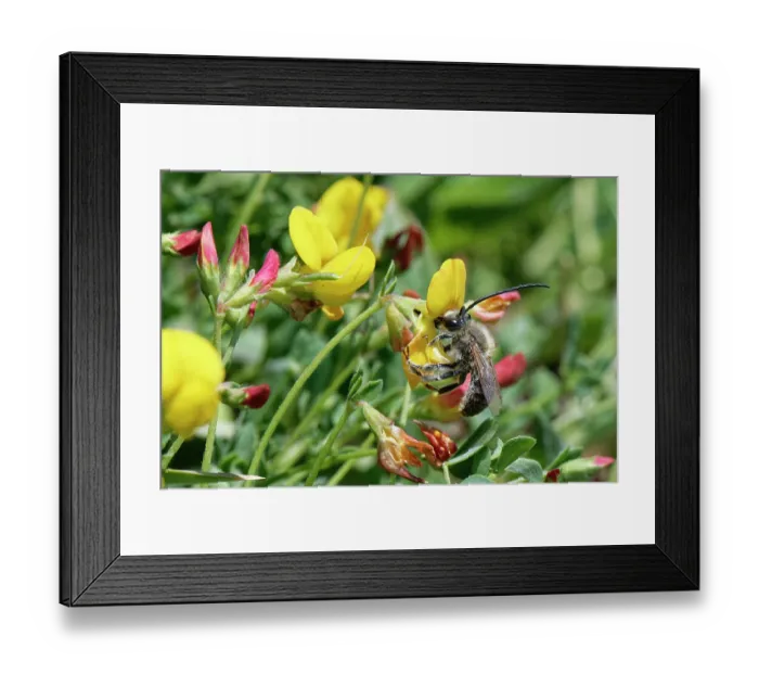 Framed Print : Long-horned bee (Eucera longicornis) male, nectaring from Marsh bird's-foot trefoil (Lotus pedunculatus) flowers on coastal grassland, The Lizard, Cornwall, England, UK. June Framed Print : Long-horned bee (Eucera longicornis) male, nectaring from Marsh bird's-foot trefoil (Lotus pedunculatus) flowers on coastal grassland, The Lizard, Cornwall, England, UK. June