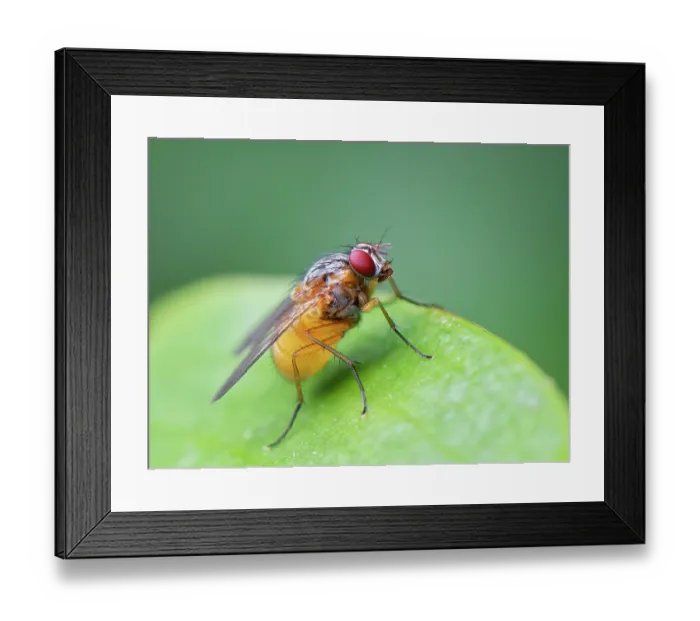 Framed Print : Orange-shouldered bristleshin (Phaonia rufiventris) portrait, Wiltshire, England, UK. August