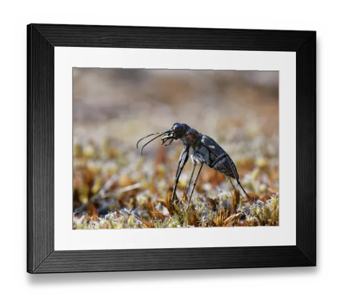 Framed Print : Wood tiger beetle (Cicindela sylvatica) hunting on heathland, Dorset, England, UK. June Framed Print : Wood tiger beetle (Cicindela sylvatica) hunting on heathland, Dorset, England, UK. June