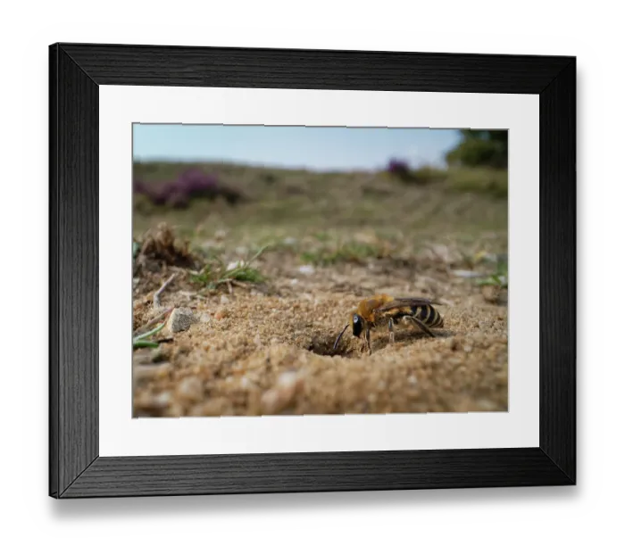 Framed Print : Heather colletes bee (Colletes succinctus) entering its nest burrow in a sandy path through heathland, Dorset, England, UK. August Framed Print : Heather colletes bee (Colletes succinctus) entering its nest burrow in a sandy path through heathland, Dorset, England, UK. August