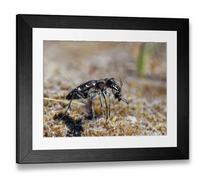 Framed Print : Wood tiger beetle (Cicindela sylvatica) with Wood ant (Formica rufa) prey, Dorset, England, UK. June Framed Print : Wood tiger beetle (Cicindela sylvatica) with Wood ant (Formica rufa) prey, Dorset, England, UK. June