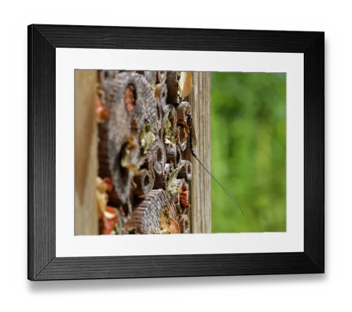 Framed Print : Ichneumon wasp (Ephialtes manifestator) female visiting an insect hotel with several potential hosts nests of solitary wasps and bees, Wiltshire, England, UK. August Framed Print : Ichneumon wasp (Ephialtes manifestator) female visiting an insect hotel with several potential hosts nests of solitary wasps and bees, Wiltshire, England, UK. August