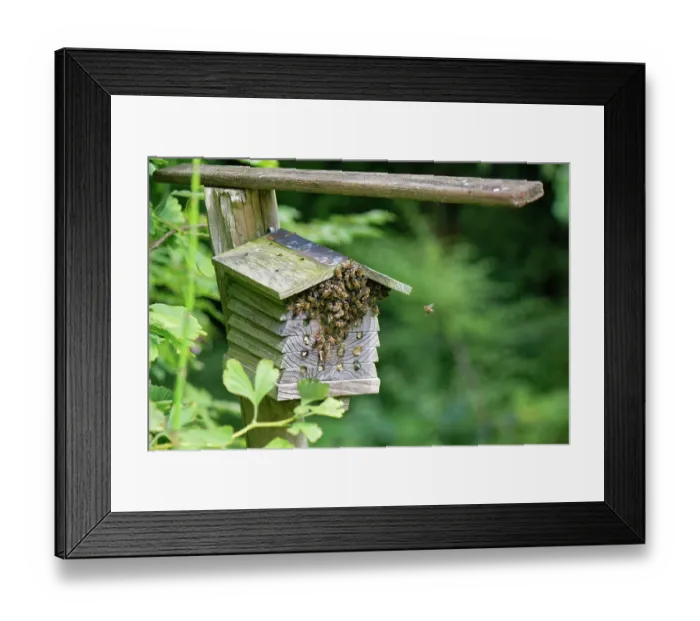 Framed Print : Honey bees (Apis mellifera) small swarm clustered temporarily on an insect hotel in a garden, Wiltshire, England, UK. August Framed Print : Honey bees (Apis mellifera) small swarm clustered temporarily on an insect hotel in a garden, Wiltshire, England, UK. August