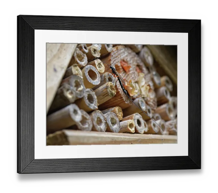 Framed Print : Ichneumon wasp (Ephialtes manifestator) female visiting an insect hotel and investigating the nest entrance of a host Wood borer wasp (Trypoxylon sp.), Wiltshire, England, UK Framed Print : Ichneumon wasp (Ephialtes manifestator) female visiting an insect hotel and investigating the nest entrance of a host Wood borer wasp (Trypoxylon sp.), Wiltshire, England, UK