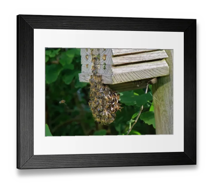 Framed Print : Honey bees (Apis mellifera) small swarm clustered temporarily on an insect hotel in a garden, Wiltshire, England, UK, August Framed Print : Honey bees (Apis mellifera) small swarm clustered temporarily on an insect hotel in a garden, Wiltshire, England, UK, August