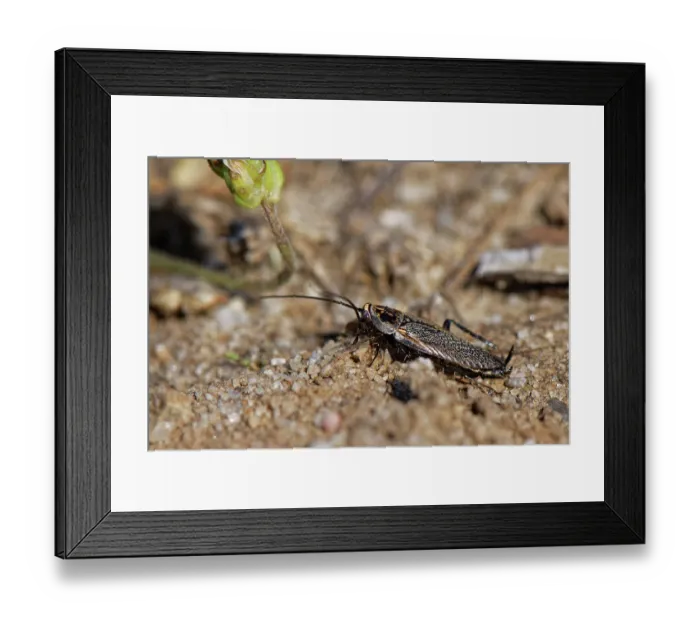 Framed Print : Lesser cockroach (Ectobius panzeri) male, standing on a sandy path through heathland, Dorset, England, UK. July