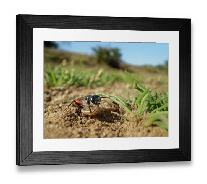 Framed Print : Shieldbug stalker wasp (Astata boops) dragging a paralysed Bishop's mitre shieldbug (Aelia acuminata) nymph to its nest burrow as food for its larvae, Dorset, England, UK. August Framed Print : Shieldbug stalker wasp (Astata boops) dragging a paralysed Bishop's mitre shieldbug (Aelia acuminata) nymph to its nest burrow as food for its larvae, Dorset, England, UK. August