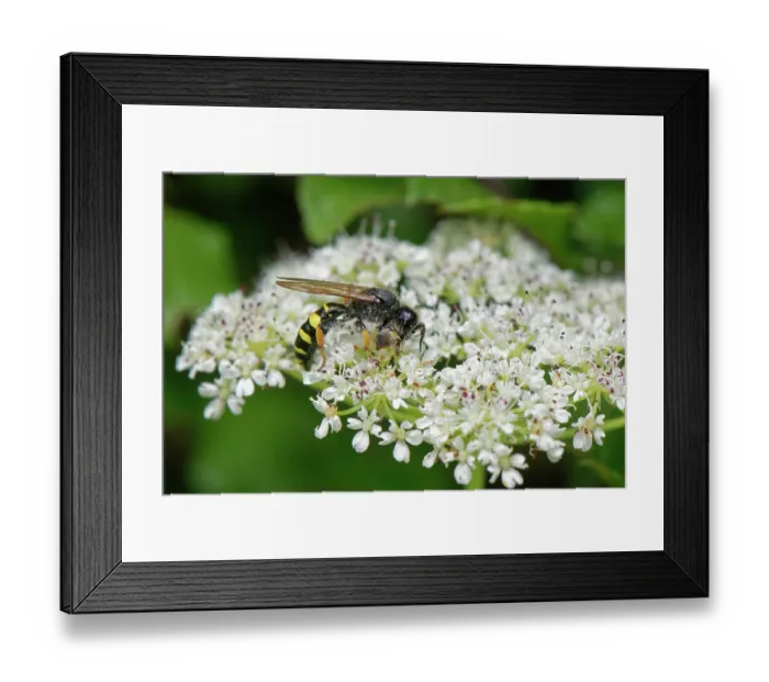 Framed Print : Slender-bodied digger wasp (Crabro cribrarius) male, nectaring on Common hogweed (Heracleum sphondylium) flowers, Kenfig National Nature Reserve, Glamorgan, Wales, UK. June