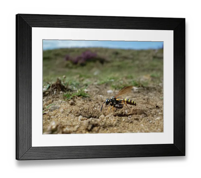 Framed Print : Sand tailed digger wasp (Cerceris arenaria) female, landing at its nest burrow entrance in a sandy path through heathland with paralysed Weevil (Strophosoma sp.) prey Framed Print : Sand tailed digger wasp (Cerceris arenaria) female, landing at its nest burrow entrance in a sandy path through heathland with paralysed Weevil (Strophosoma sp.) prey