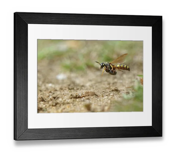 Framed Print : Sand tailed digger wasp (Cerceris arenaria) female flying to its nest burrow a paralysed Weevil (Strophosoma sp.) prey, food for its larvae, Dorset, England, UK. August Framed Print : Sand tailed digger wasp (Cerceris arenaria) female flying to its nest burrow a paralysed Weevil (Strophosoma sp.) prey, food for its larvae, Dorset, England, UK. August