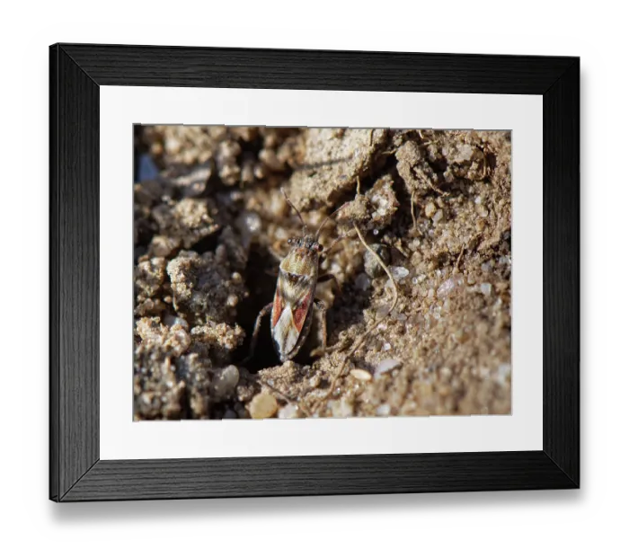 Framed Print : Stalk-eyed ground bug (Henestaris laticeps) on a sandy path through heathland, Dorset, England, UK. July Framed Print : Stalk-eyed ground bug (Henestaris laticeps) on a sandy path through heathland, Dorset, England, UK. July