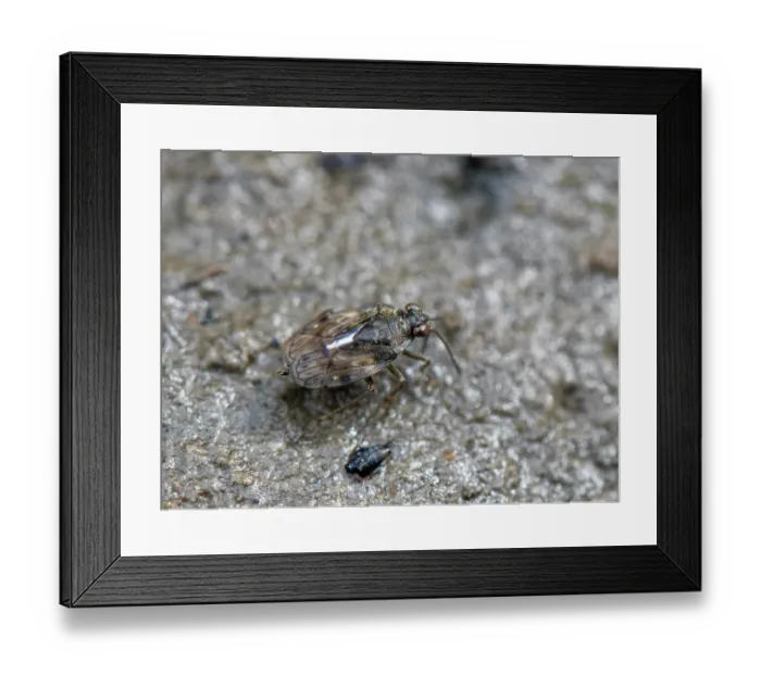 Framed Print : Estuarine shore bug (Saldula palustris) walking on a salt marsh salt pan at low tide, Merthyr Mawr National Nature Reserve, Glamorgan, Wales, UK. July Framed Print : Estuarine shore bug (Saldula palustris) walking on a salt marsh salt pan at low tide, Merthyr Mawr National Nature Reserve, Glamorgan, Wales, UK. July