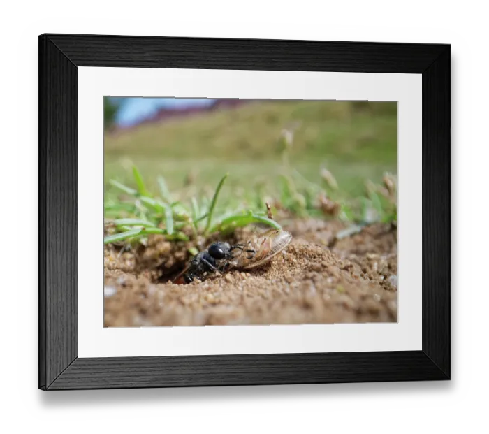 Framed Print : Shieldbug stalker wasp (Astata boops) dragging a paralysed Bishop's mitre shieldbug (Aelia acuminata) nymph into its nest burrow as food for its larvae, Dorset, England, UK Framed Print : Shieldbug stalker wasp (Astata boops) dragging a paralysed Bishop's mitre shieldbug (Aelia acuminata) nymph into its nest burrow as food for its larvae, Dorset, England, UK