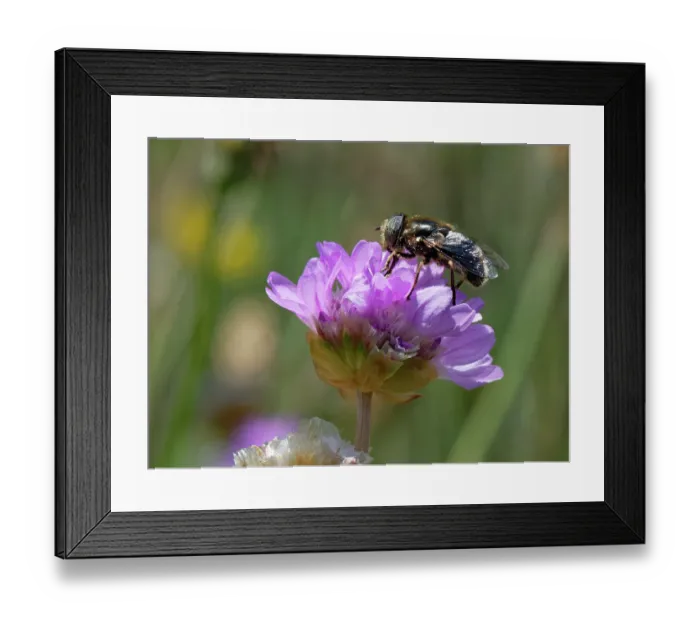 Framed Print : Shore hoverfly (Eristalinus aeneus) nectaring on Sea thrift (Armeria maritima) flowers on coastal grassland, The Lizard, Cornwall, England, UK. June Framed Print : Shore hoverfly (Eristalinus aeneus) nectaring on Sea thrift (Armeria maritima) flowers on coastal grassland, The Lizard, Cornwall, England, UK. June