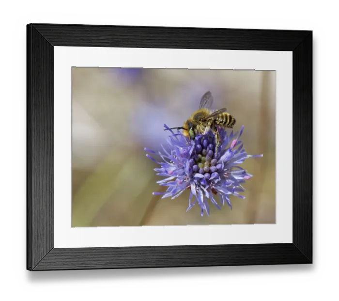 Framed Print : Silvery leafcutter bee (Megachile leachella) female, gathering pollen from a Sheep's-bit scabious flower (Jasione montana) on coastal dunes, Dorset, England, UK. June Framed Print : Silvery leafcutter bee (Megachile leachella) female, gathering pollen from a Sheep's-bit scabious flower (Jasione montana) on coastal dunes, Dorset, England, UK. June