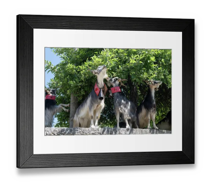Framed Print : Aspromonte goats (Capra hircus) herd sheltering in shade of a tree and feeding on leaves, Aspromonte National Park, Calabria, Italy. June Framed Print : Aspromonte goats (Capra hircus) herd sheltering in shade of a tree and feeding on leaves, Aspromonte National Park, Calabria, Italy. June