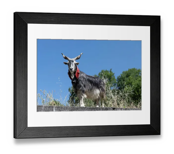 Framed Print : Aspromonte goat (Capra hircus) portrait, Aspromonte National Park, Calabria, Italy. June