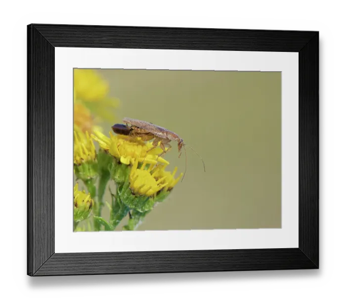 Framed Print : Tawny cockroach (Ectobius pallidus) female carrying an egg sac foraging on Common ragwort (Senecio jacobaea) flowers on heathland, Dorset, England, UK. August Framed Print : Tawny cockroach (Ectobius pallidus) female carrying an egg sac foraging on Common ragwort (Senecio jacobaea) flowers on heathland, Dorset, England, UK. August