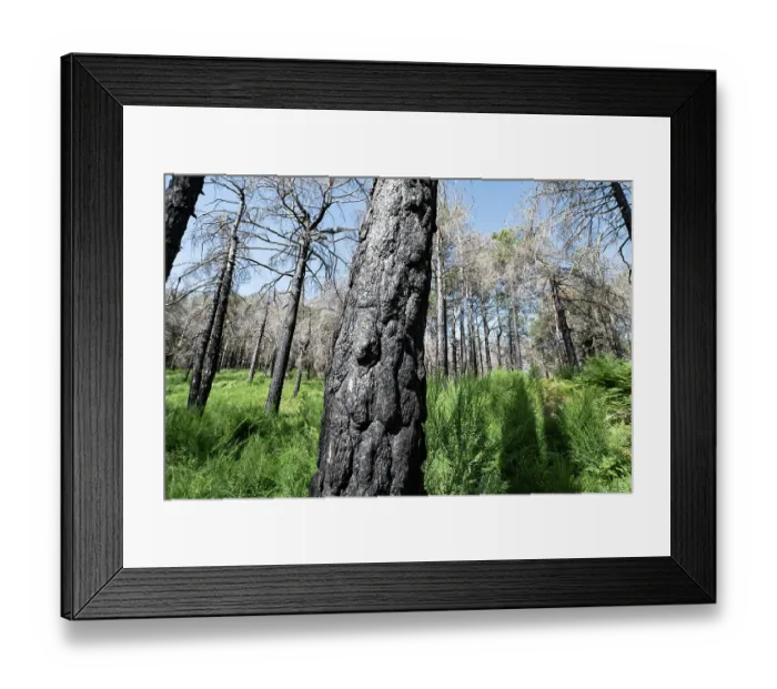 Framed Print : Calabrian pine (Pinus nigra laricio var. Calabrica) trees killed by forest fire in July 2023, Sila National Park, Calabria, Italy. June, 2024 Framed Print : Calabrian pine (Pinus nigra laricio var. Calabrica) trees killed by forest fire in July 2023, Sila National Park, Calabria, Italy. June, 2024