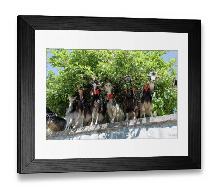 Framed Print : Aspromonte goats (Capra hircus) herd sheltering in shade of a tree and feeding on leaves, Aspromonte National Park, Calabria, Italy. June Framed Print : Aspromonte goats (Capra hircus) herd sheltering in shade of a tree and feeding on leaves, Aspromonte National Park, Calabria, Italy. June