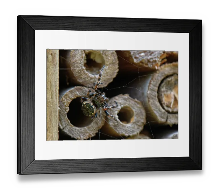 Framed Print : Walnut orb-weaver spider (Nuctenea umbratica) female, emerging from an insect hotel, Wiltshire, UK. May Framed Print : Walnut orb-weaver spider (Nuctenea umbratica) female, emerging from an insect hotel, Wiltshire, UK. May