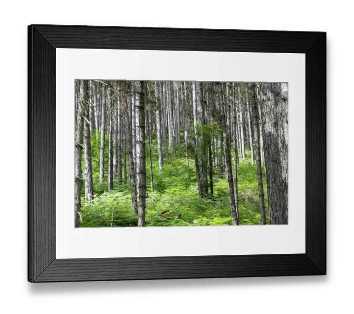 Framed Print : Natural regrowth of Calabrian pine (Pinus nigra laricio var. Calabrica) after forest fire in July 2023, Sila National Park, Calabria, Italy. June, 2024 Framed Print : Natural regrowth of Calabrian pine (Pinus nigra laricio var. Calabrica) after forest fire in July 2023, Sila National Park, Calabria, Italy. June, 2024
