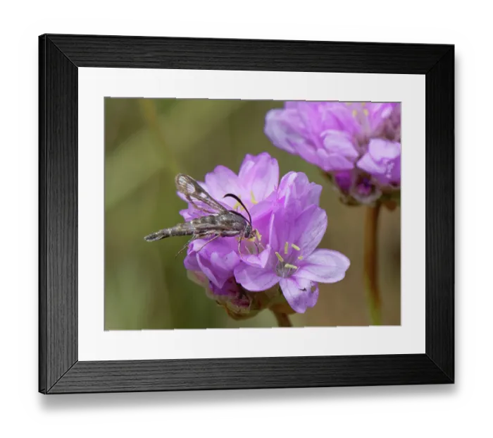 Framed Print : Thrift clearwing moth (Pyropteron muscaeforme) nectaring on Sea thrift (Armeria maritima) flowers on a coastal cliff edge, The Lizard, Cornwall, England, UK. June Framed Print : Thrift clearwing moth (Pyropteron muscaeforme) nectaring on Sea thrift (Armeria maritima) flowers on a coastal cliff edge, The Lizard, Cornwall, England, UK. June