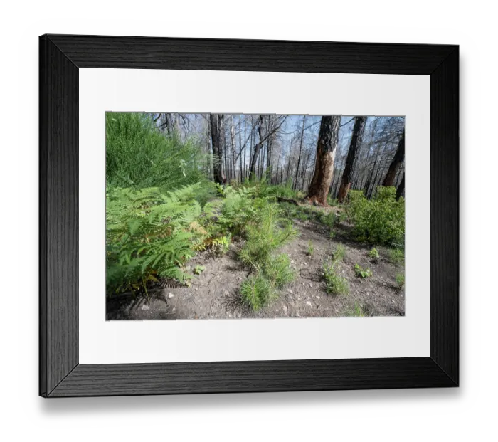 Framed Print : Natural regrowth of Calabrian pine (Pinus nigra laricio var. Calabrica) after forest fire in July 2023, Sila National Park, Calabria, Italy. June, 2024 Framed Print : Natural regrowth of Calabrian pine (Pinus nigra laricio var. Calabrica) after forest fire in July 2023, Sila National Park, Calabria, Italy. June, 2024