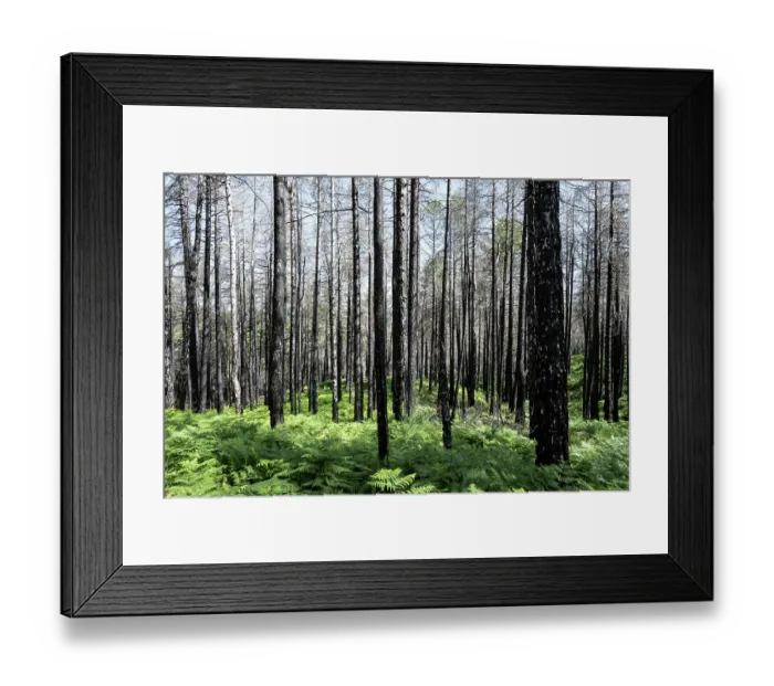 Framed Print : Calabrian pine (Pinus nigra laricio var. Calabrica) trees killed by forest fire in July 2023, Sila National Park, Calabria, Italy. June, 2024 Framed Print : Calabrian pine (Pinus nigra laricio var. Calabrica) trees killed by forest fire in July 2023, Sila National Park, Calabria, Italy. June, 2024