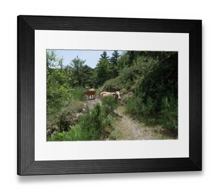 Framed Print : Calabrian Podolica cattle standing on a path, Sila National Park, Calabria, Italy. June Framed Print : Calabrian Podolica cattle standing on a path, Sila National Park, Calabria, Italy. June