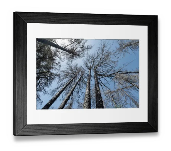Framed Print : Calabrian pine (Pinus nigra laricio var. Calabrica) trees killed by forest fire in July 2023, Sila National Park, Calabria, Italy. June, 2024 Framed Print : Calabrian pine (Pinus nigra laricio var. Calabrica) trees killed by forest fire in July 2023, Sila National Park, Calabria, Italy. June, 2024