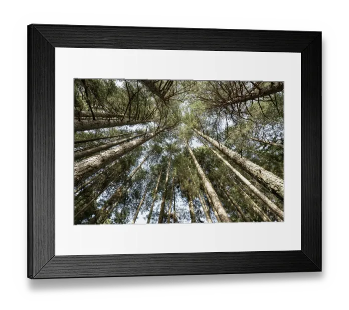 Framed Print : Calabrian pine (Pinus nigra laricio var. Calabrica) canopy, Sila National Park, Calabria, Italy. June Framed Print : Calabrian pine (Pinus nigra laricio var. Calabrica) canopy, Sila National Park, Calabria, Italy. June